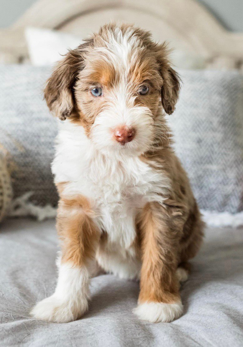 Hazel as a puppy, an Aussie doodle with blue eyes sitting on a gray blanket