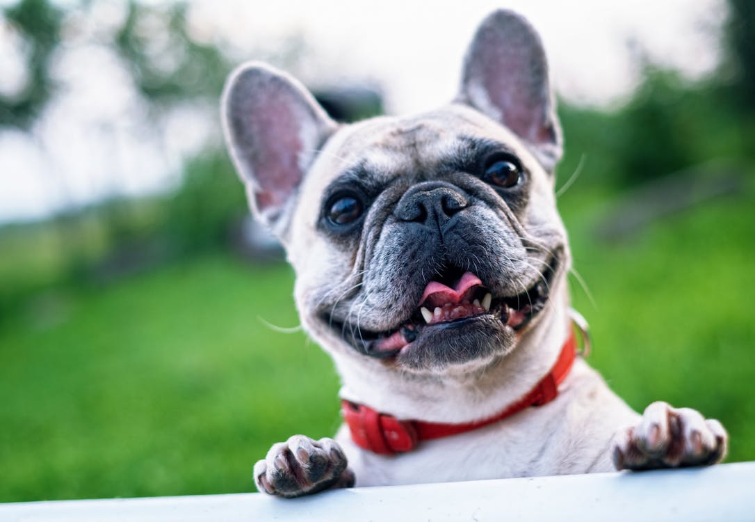 French Bulldog with bat ears smiling outdoors