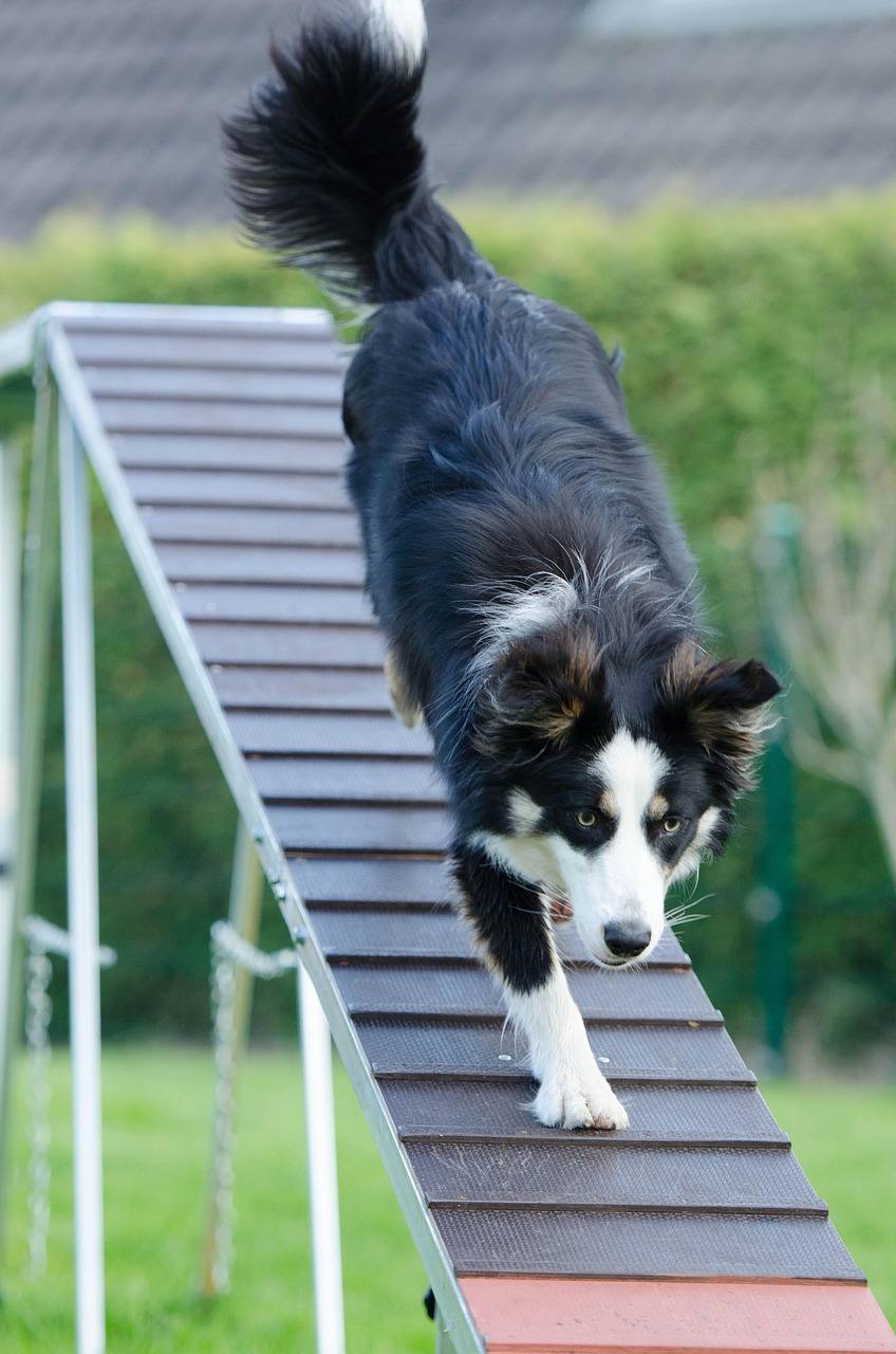 Border collie descending an agility ramp with focus and confidence