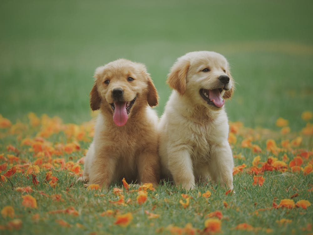Two golden retriever puppies sitting on green grass with orange flower petals