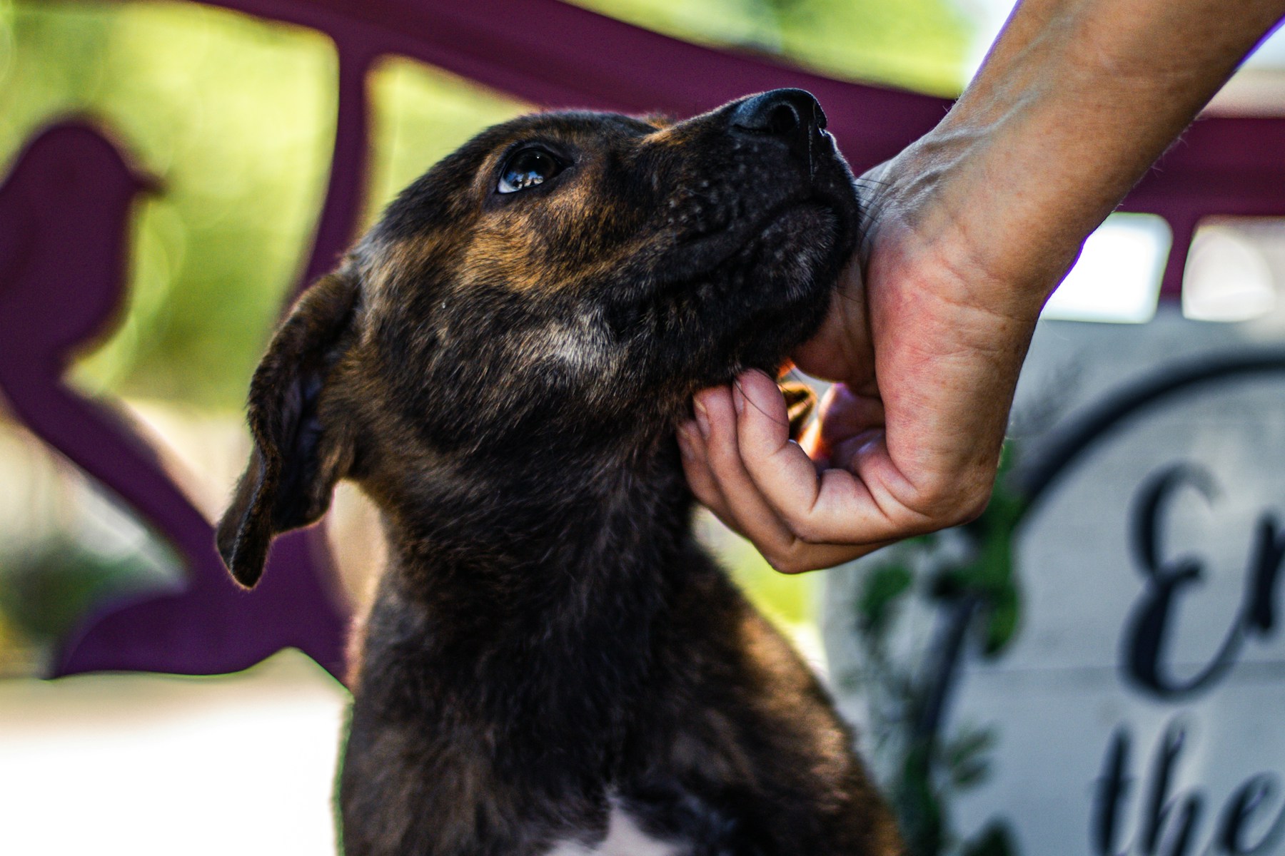 Adopting a Dog vs Buying: Which Path Is Right for You? featured image