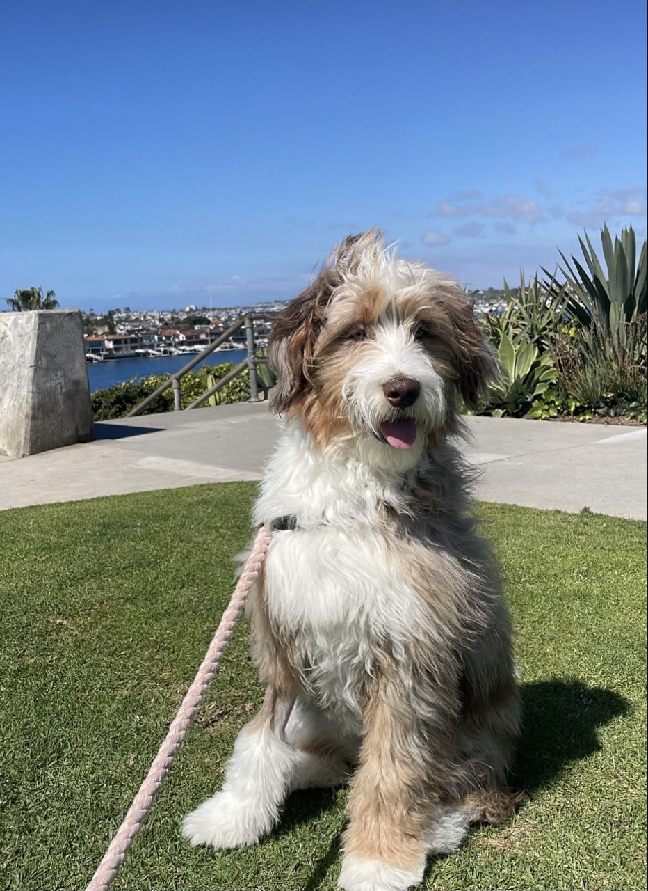 The Aussiedoodle: A Complete Guide to the Breed Behind The Daily Dog featured image
