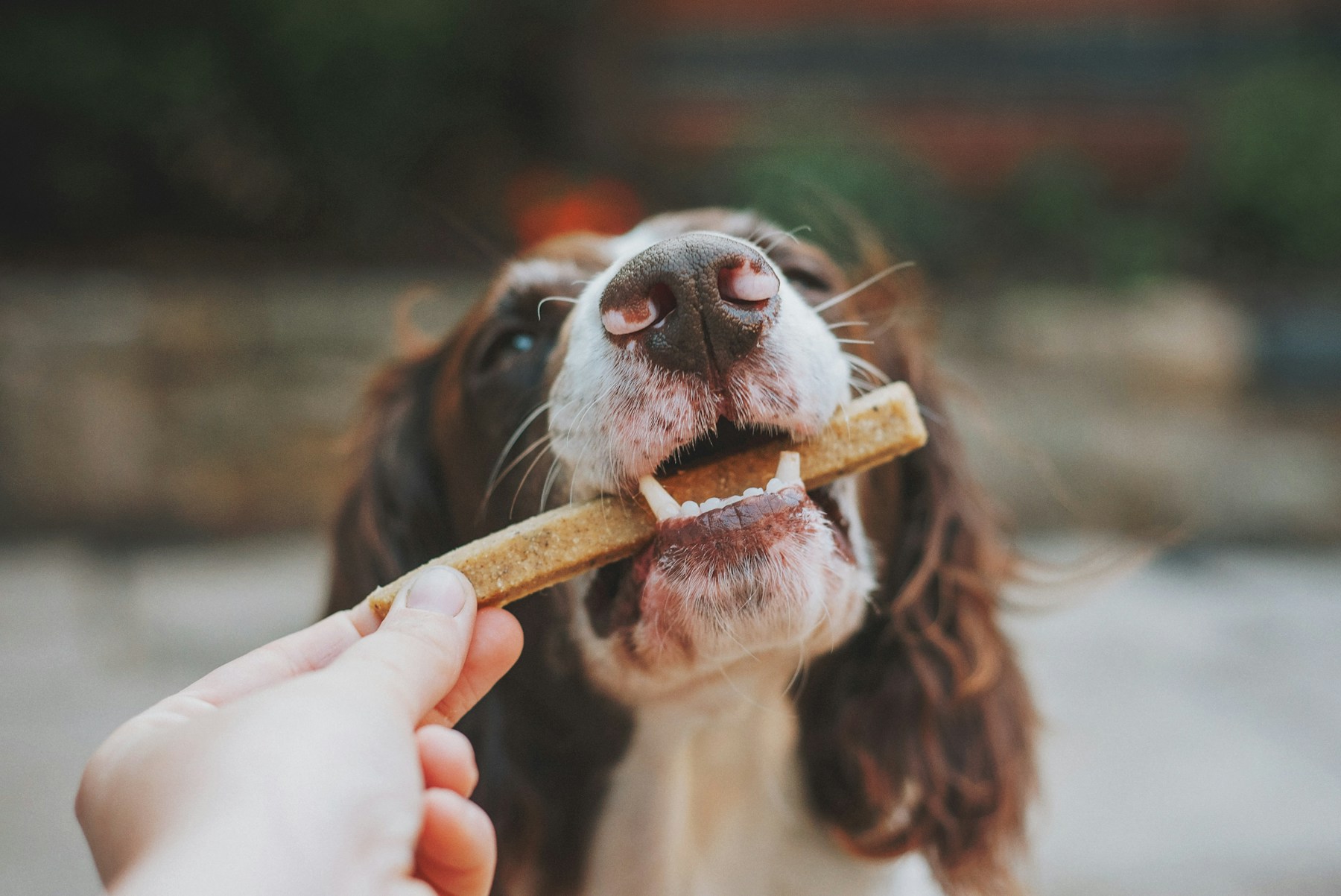 Dog Dental Disease: What Actually Works (And What's a Waste of Money) featured image