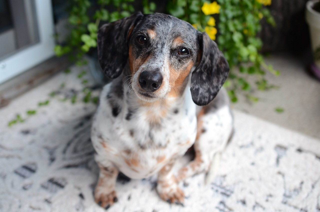 Small dog looking up indoors, used for an article about visible signs of dog nutrient deficiency.