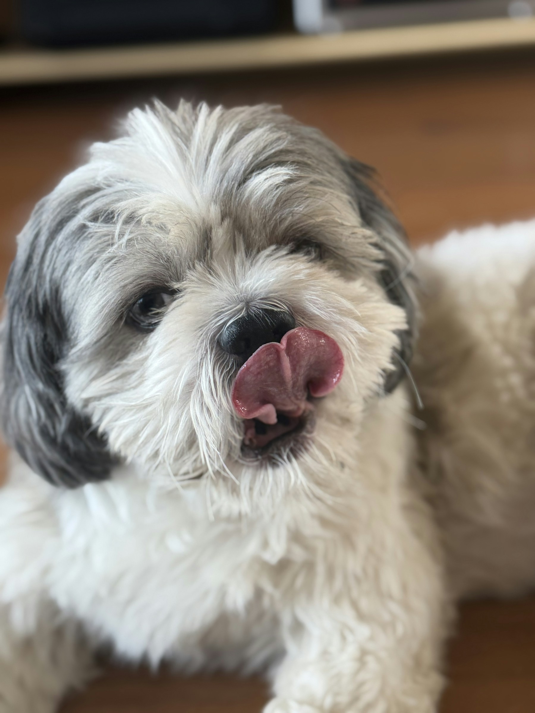 Heavy Metals in Dog Food: Is Your Kibble Safe? featured image