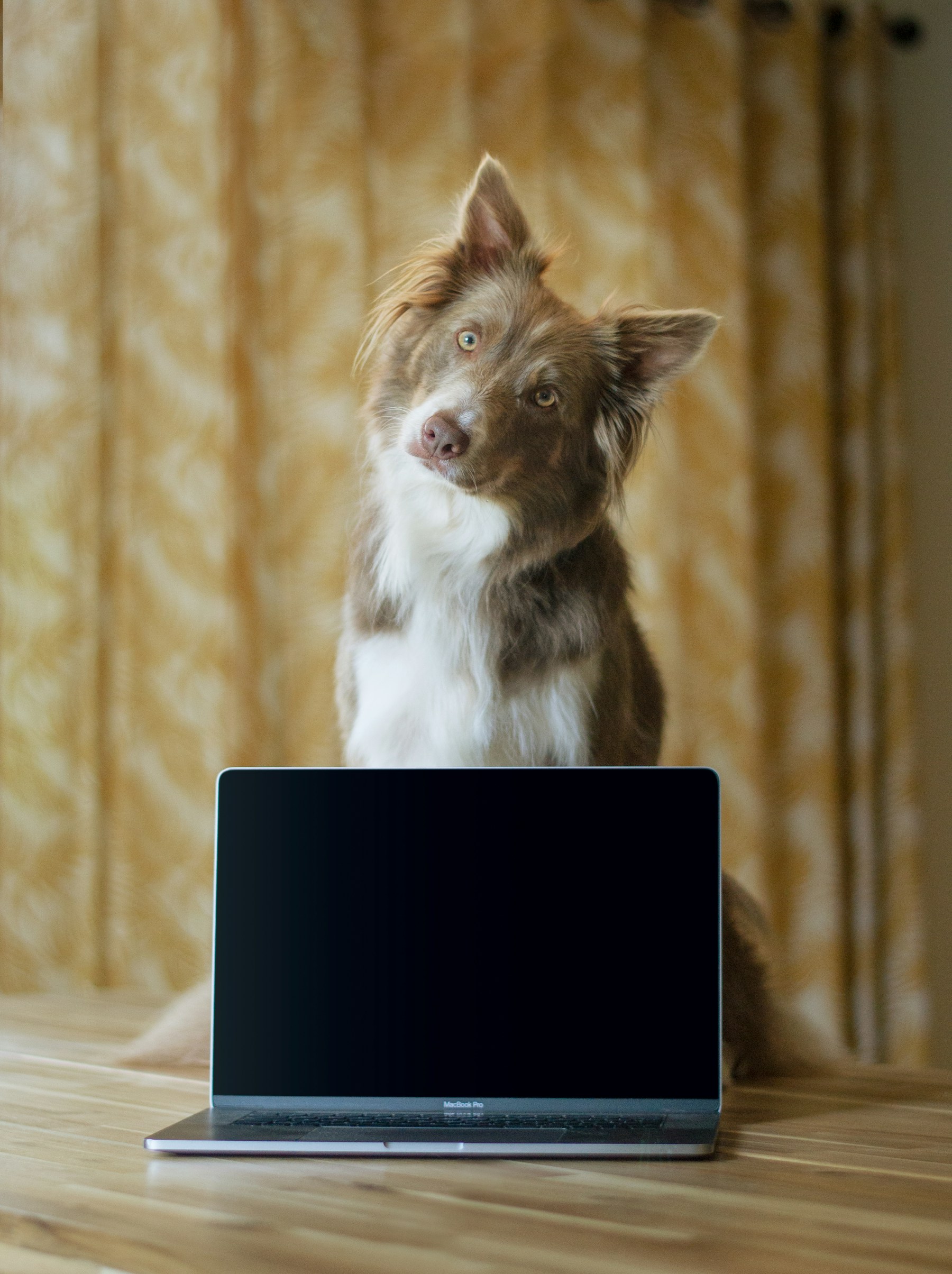 Dog Food Recalled? How to Check in Under 5 Minutes featured image