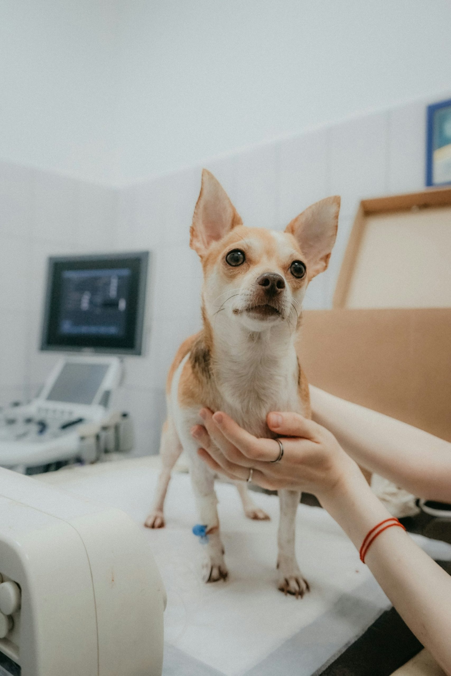 How to Actually Cut Your Dog's Vet Bills Without Risking Their Health featured image