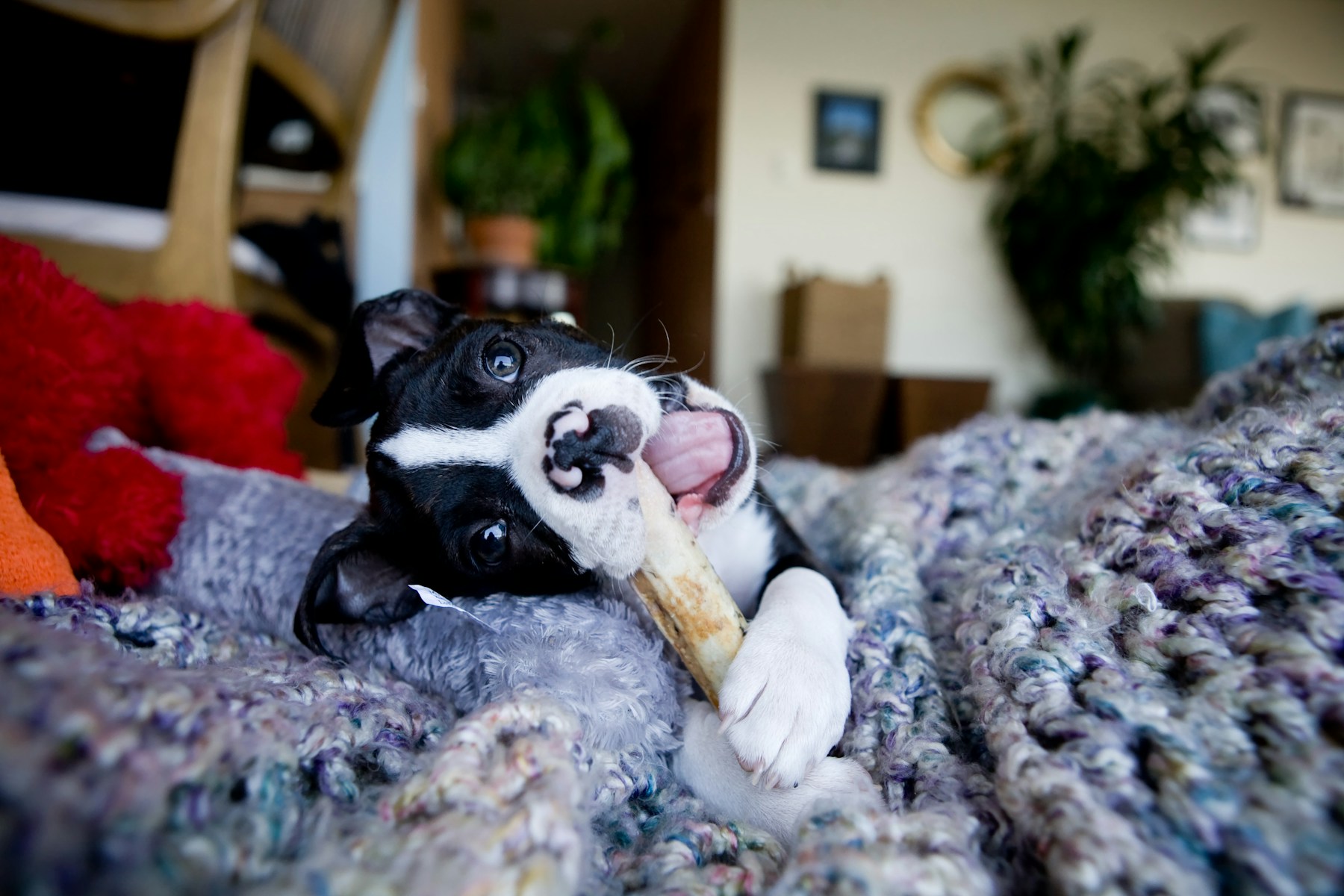 How to Dog-Proof Your Home Room by Room featured image
