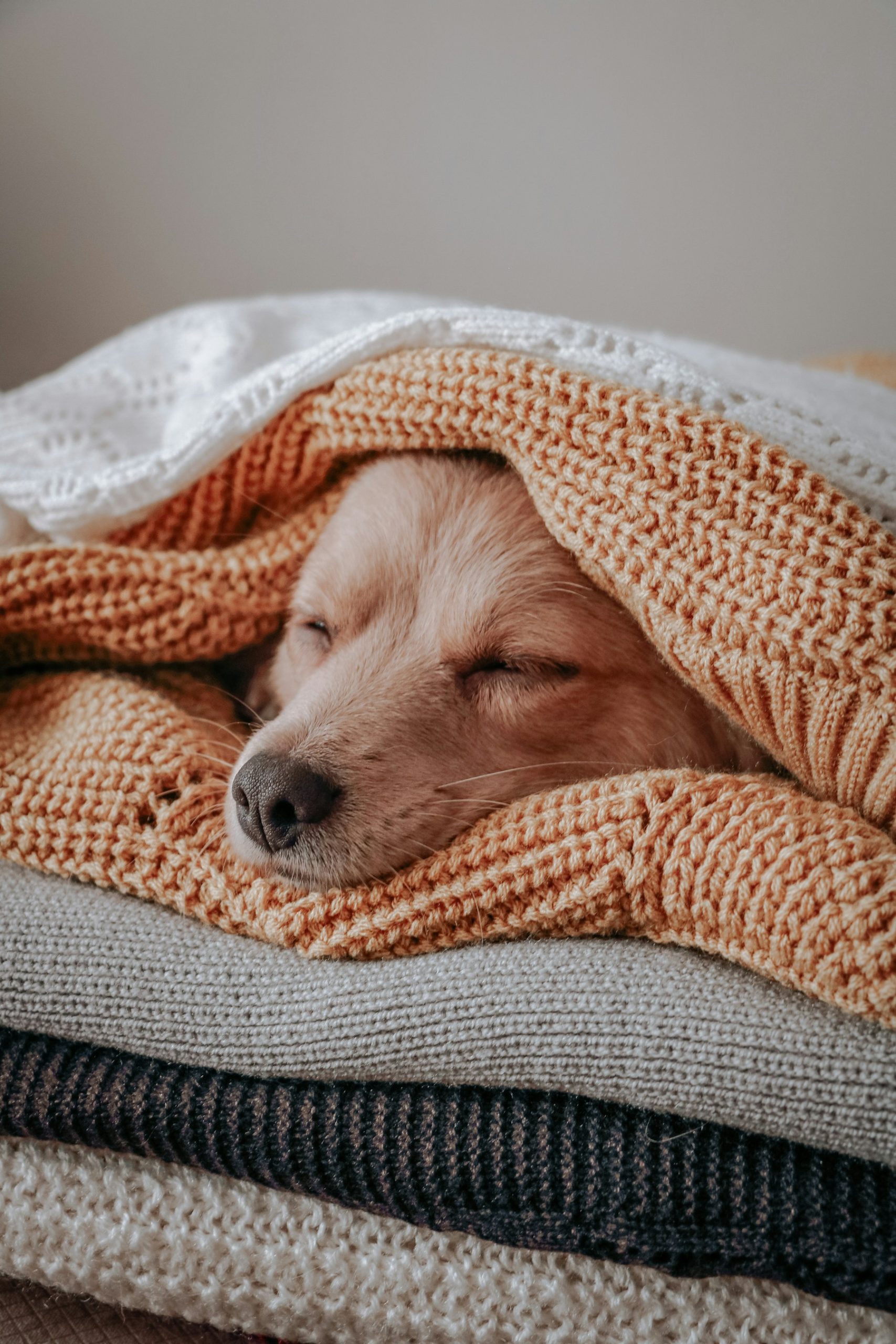 How to Improve Your Dog's Sleep Quality featured image