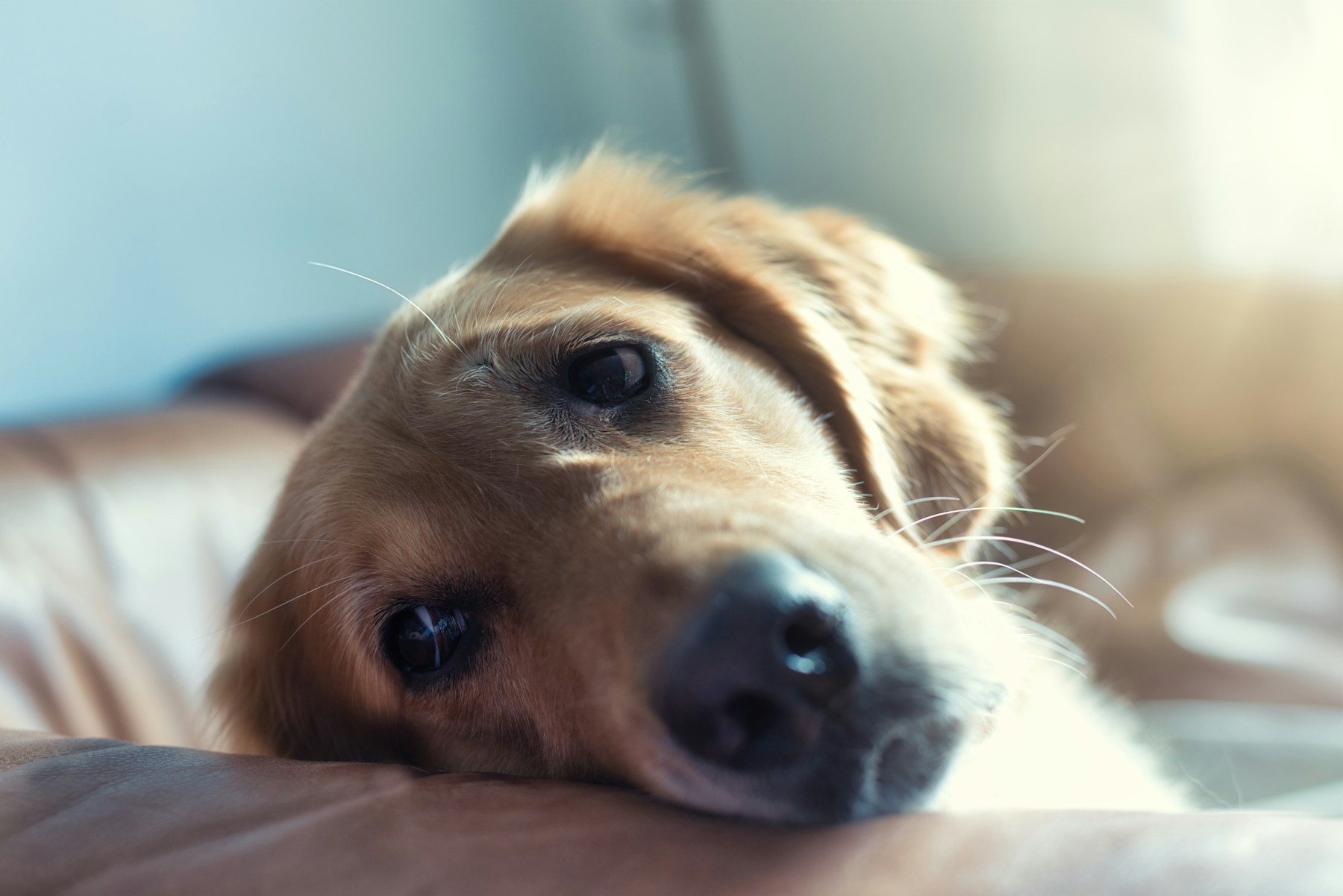 How to Tell If Your Dog Is in Pain (They Are Hiding It from You) featured image