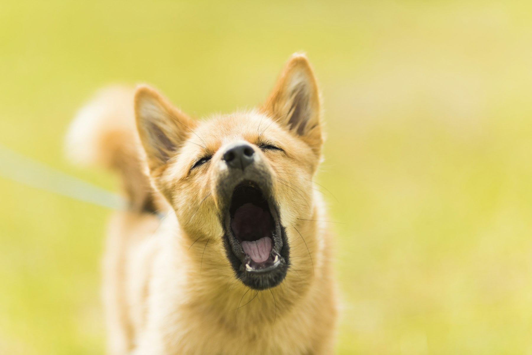 Is It Really Aggression? Reading Barking, Mouthing, and Reactivity at Home featured image