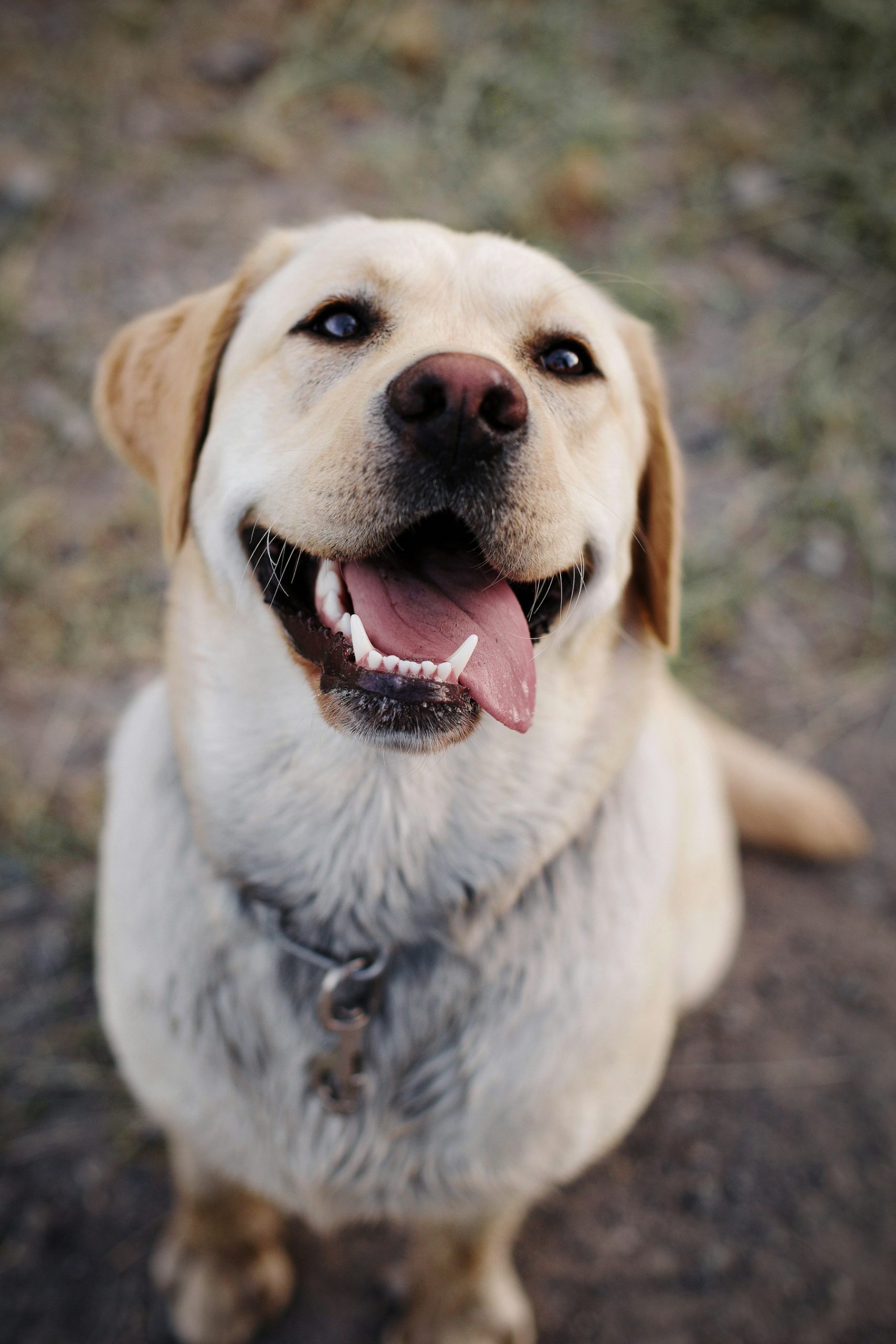 The Labrador Retriever: One of The Most Popular Dog in the World for a Reason featured image
