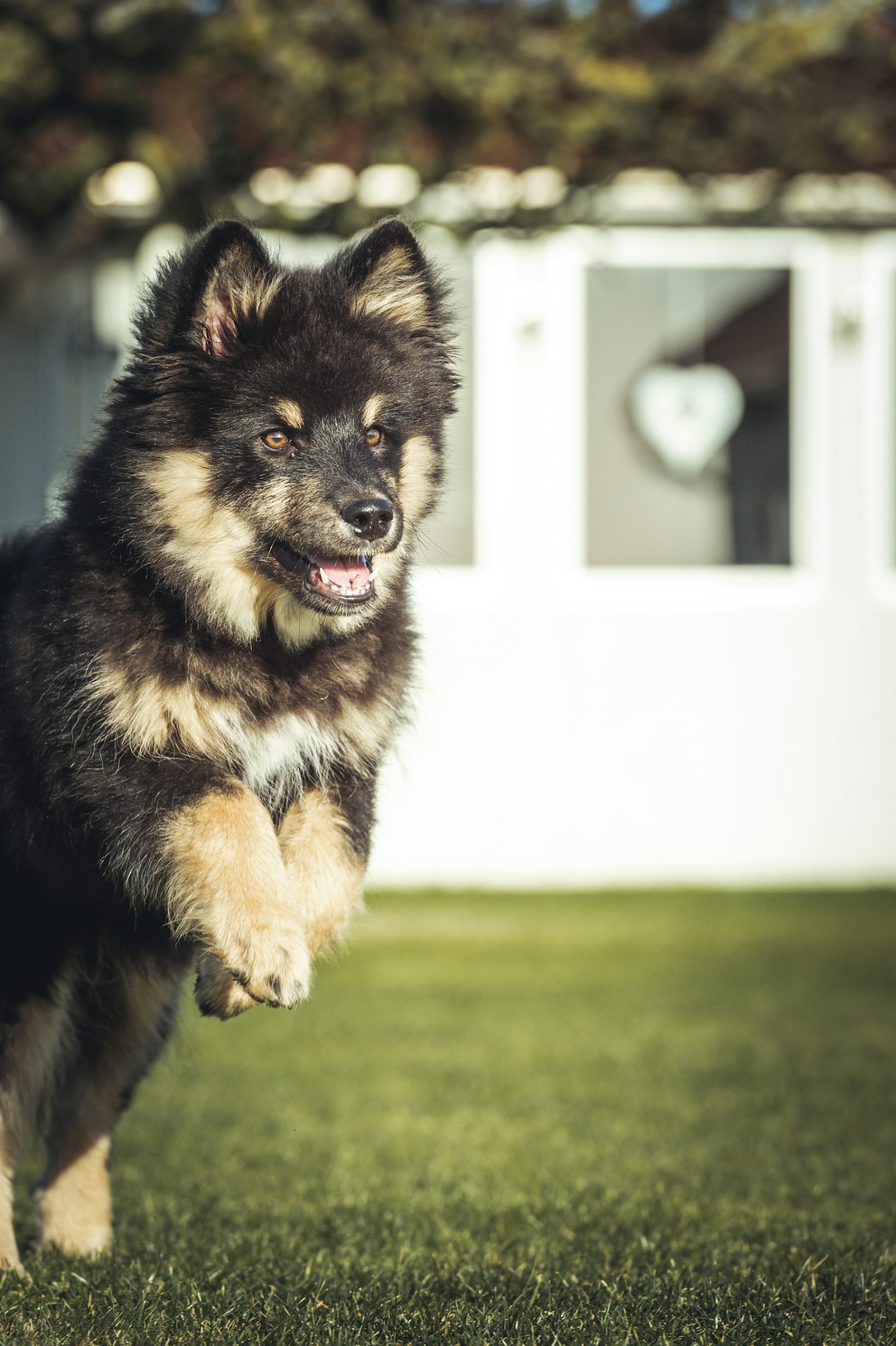 Midnight Zoomies: Why Your Dog Goes Crazy at Night (And Why It Is Hilarious) featured image