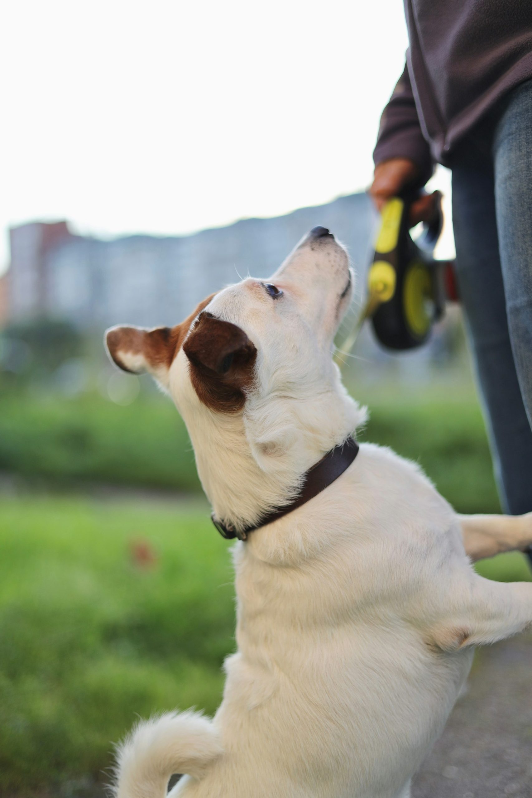 Reactive Dog Training: What Actually Works When Your Dog Loses It on Walks featured image