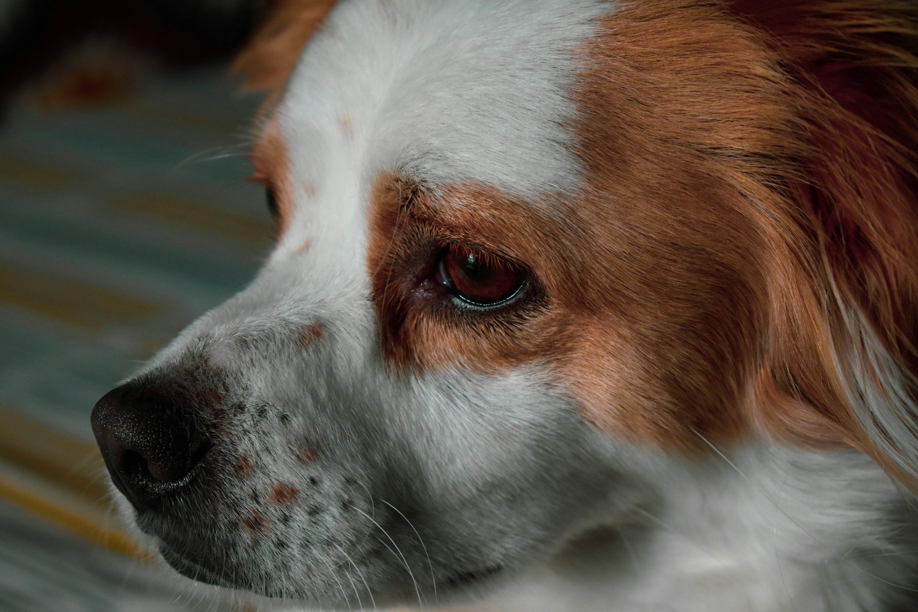 Reading Your Dog’s Body Language: What They Are Actually Telling You featured image