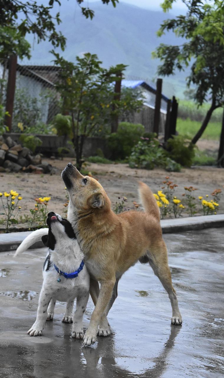 Two dogs standing together outdoors during a calm introduction