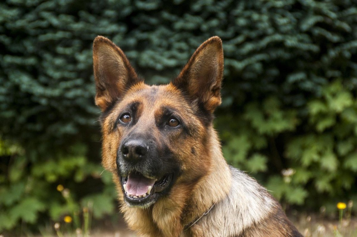 German Shepherd looking alert outdoors, used for a guide comparing service dogs, emotional support dogs, and therapy dogs.