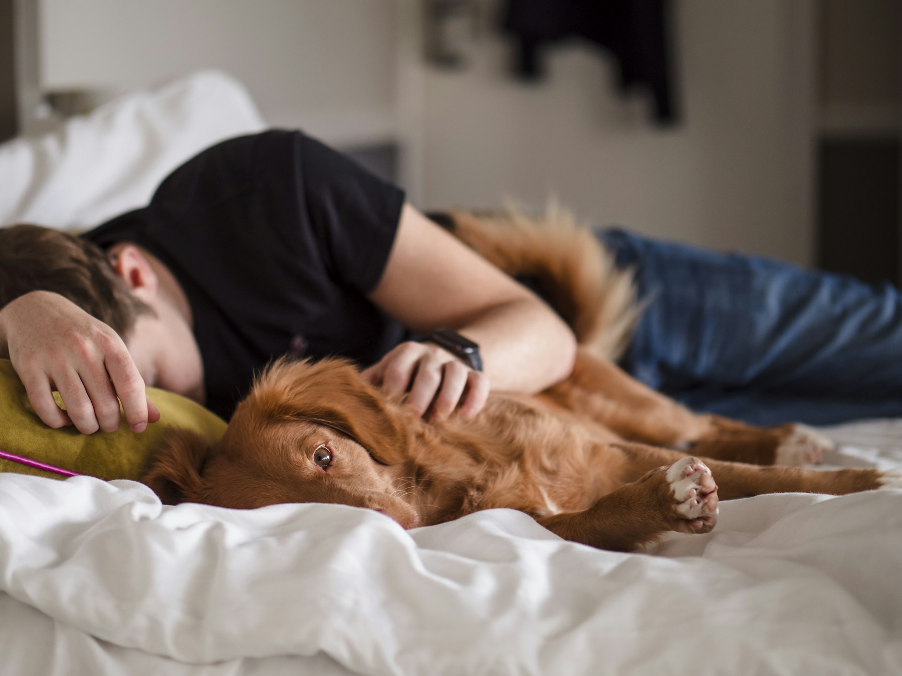 Should Your Dog Sleep in Your Bed? The Real Answer featured image