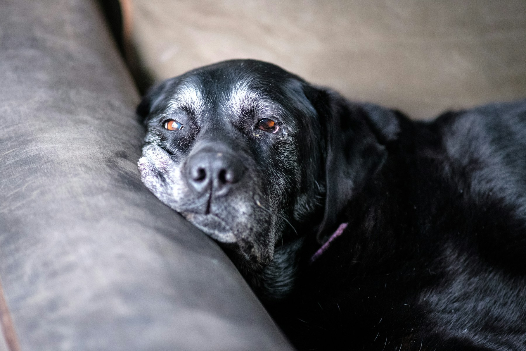 The Subtle Daily Signs Your Senior Dog Needs More Support featured image