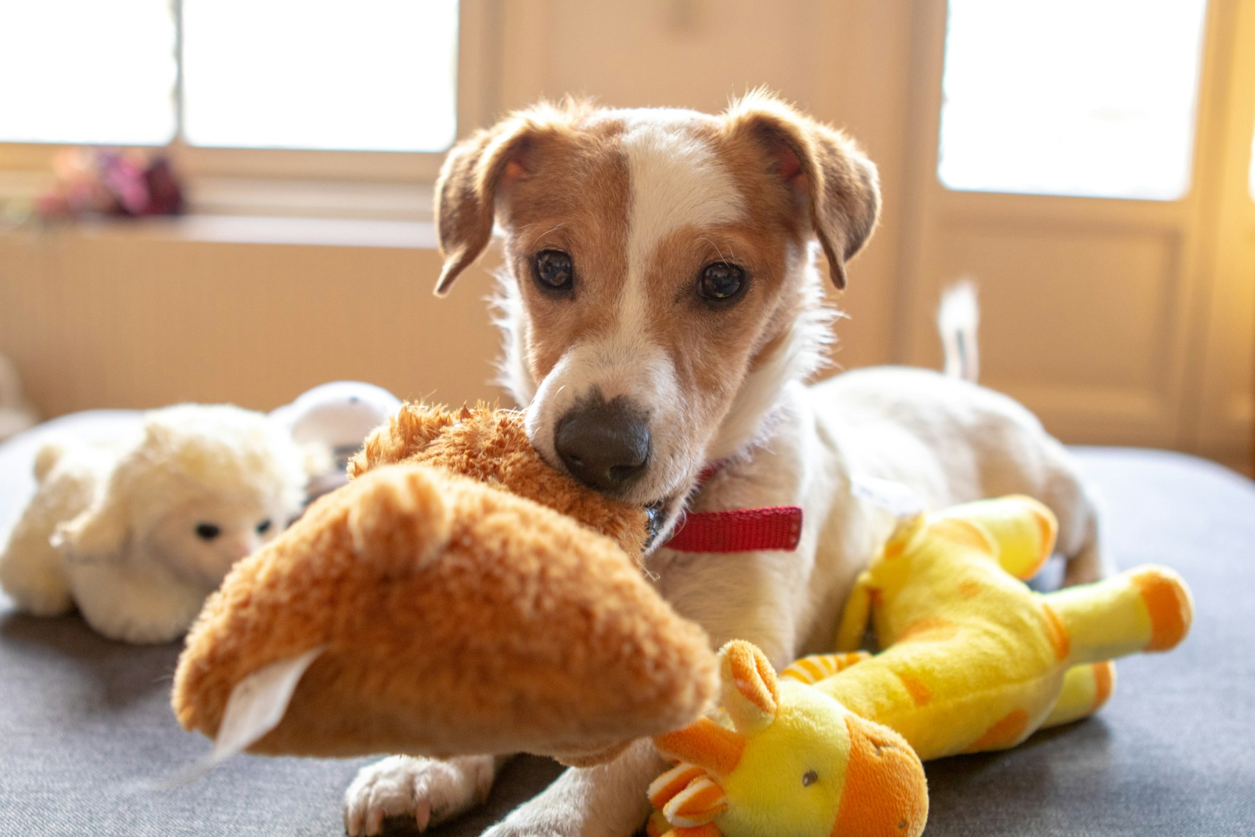 The Puppy Biting Phase: When It Starts, Peaks, and Finally Stops featured image