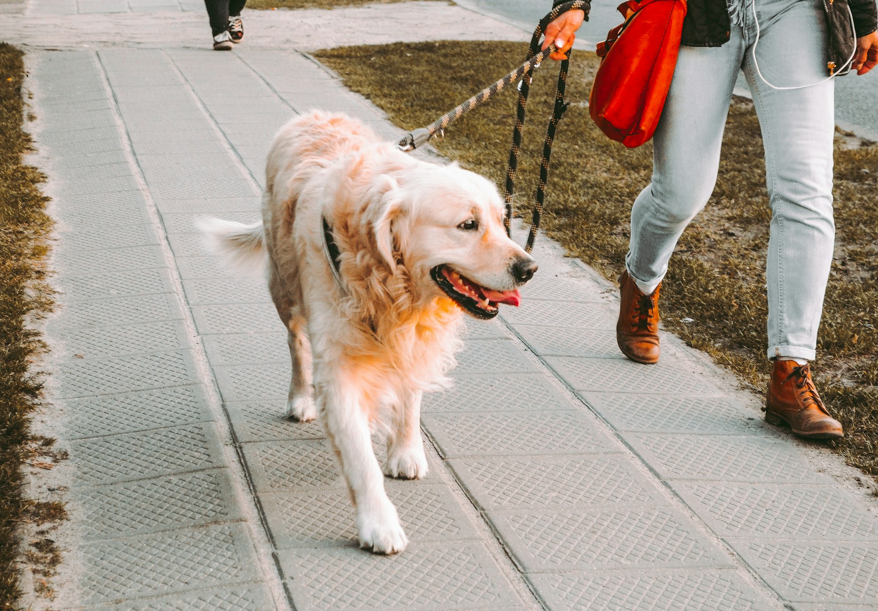 What Human Longevity Can Teach Us About Helping Dogs Live Longer featured image