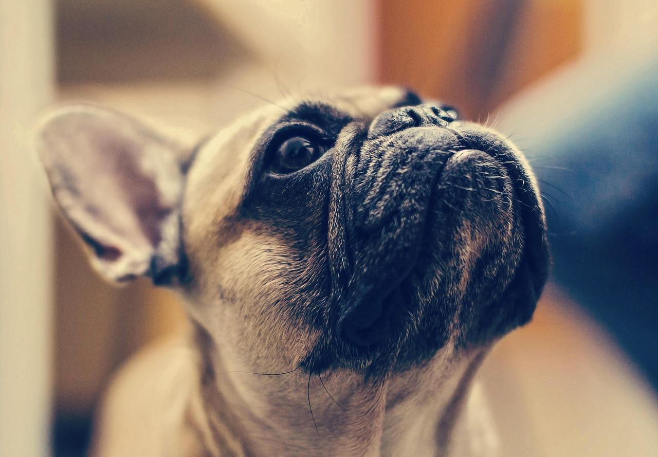 Close-up of a French Bulldog looking up curiously, illustrating dog food misinformation article