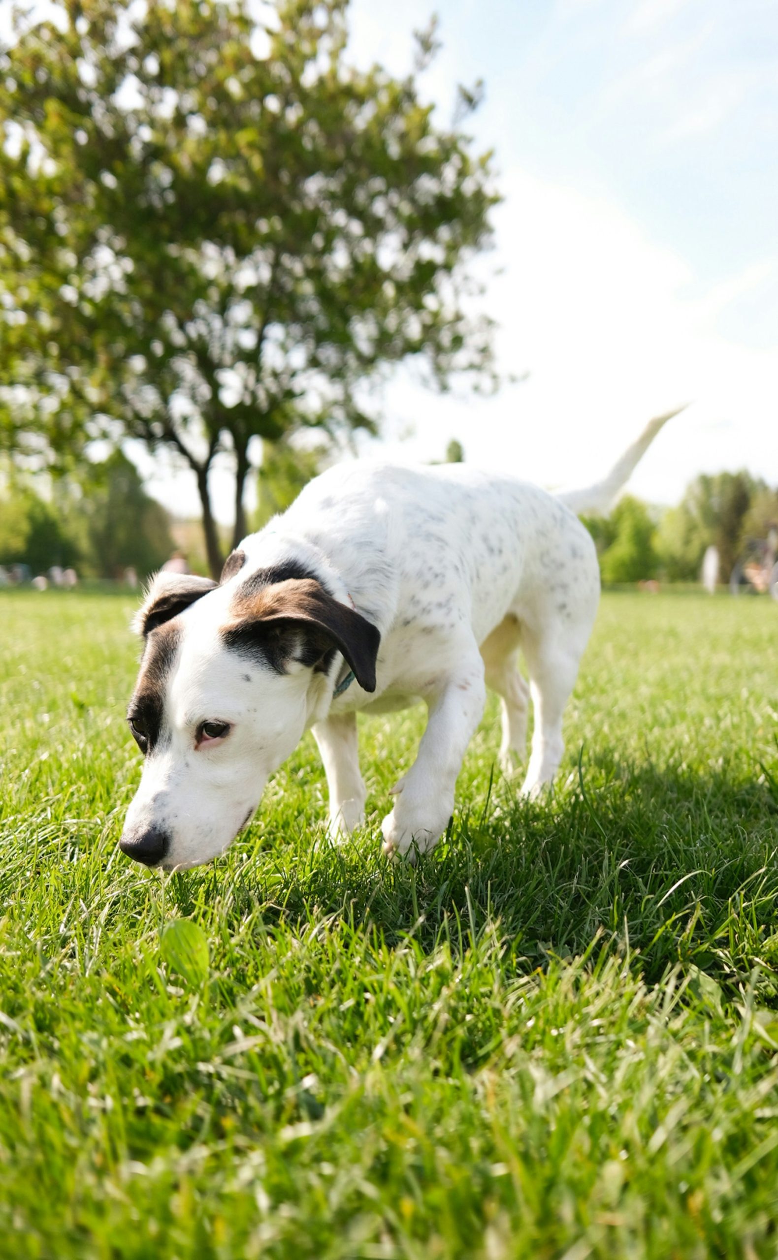 Why Do Dogs Eat Grass? The Real Reason Behind It featured image