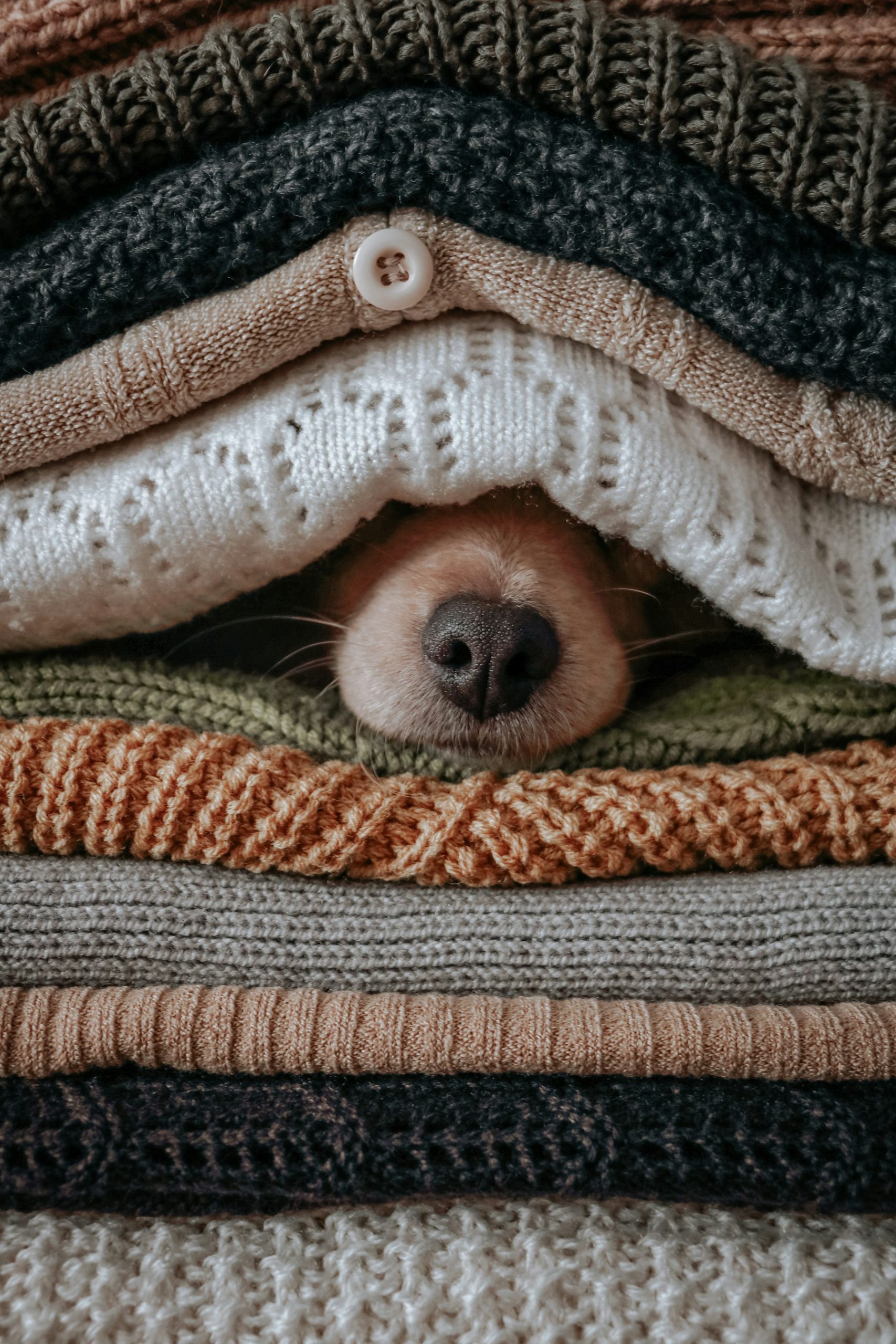 Why Does My Dog Steal My Clothes? featured image