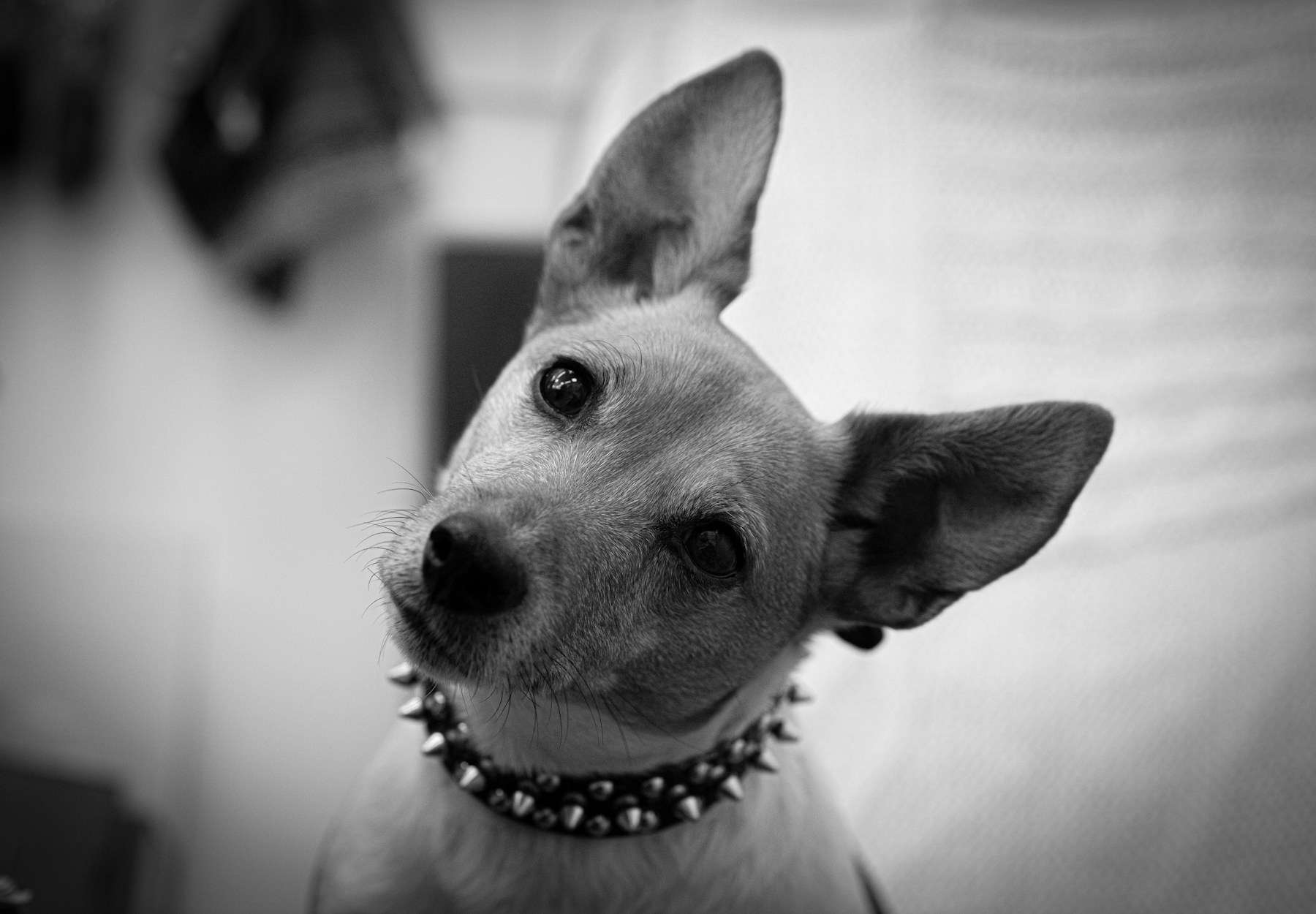 Why Do Dogs Tilt Their Head? The Science Behind It featured image