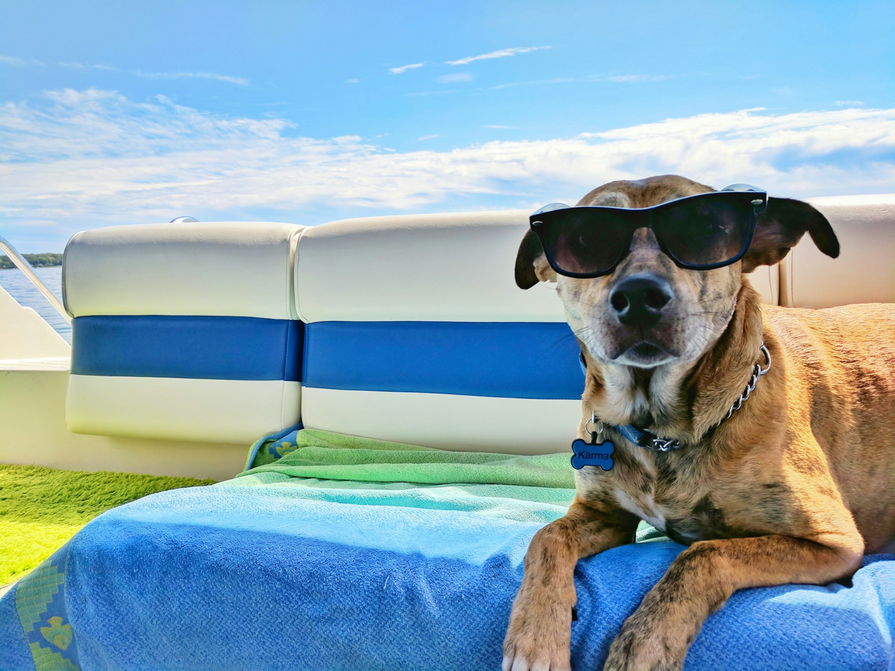 Why Dogs Love Sunbathing (And When to Watch for Overheating) featured image
