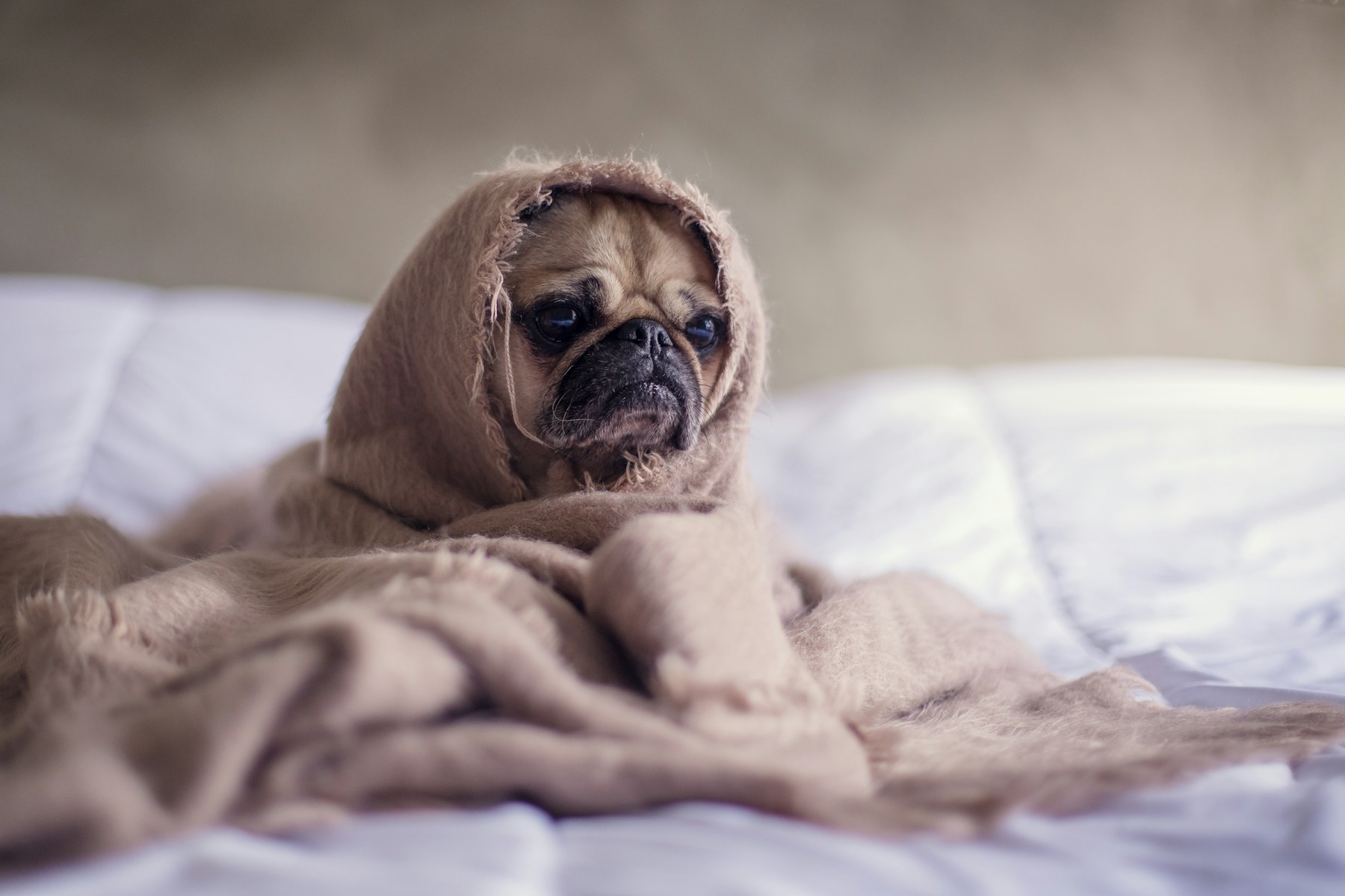 Why Is My Dog Shaking? Common Causes and When to Worry featured image