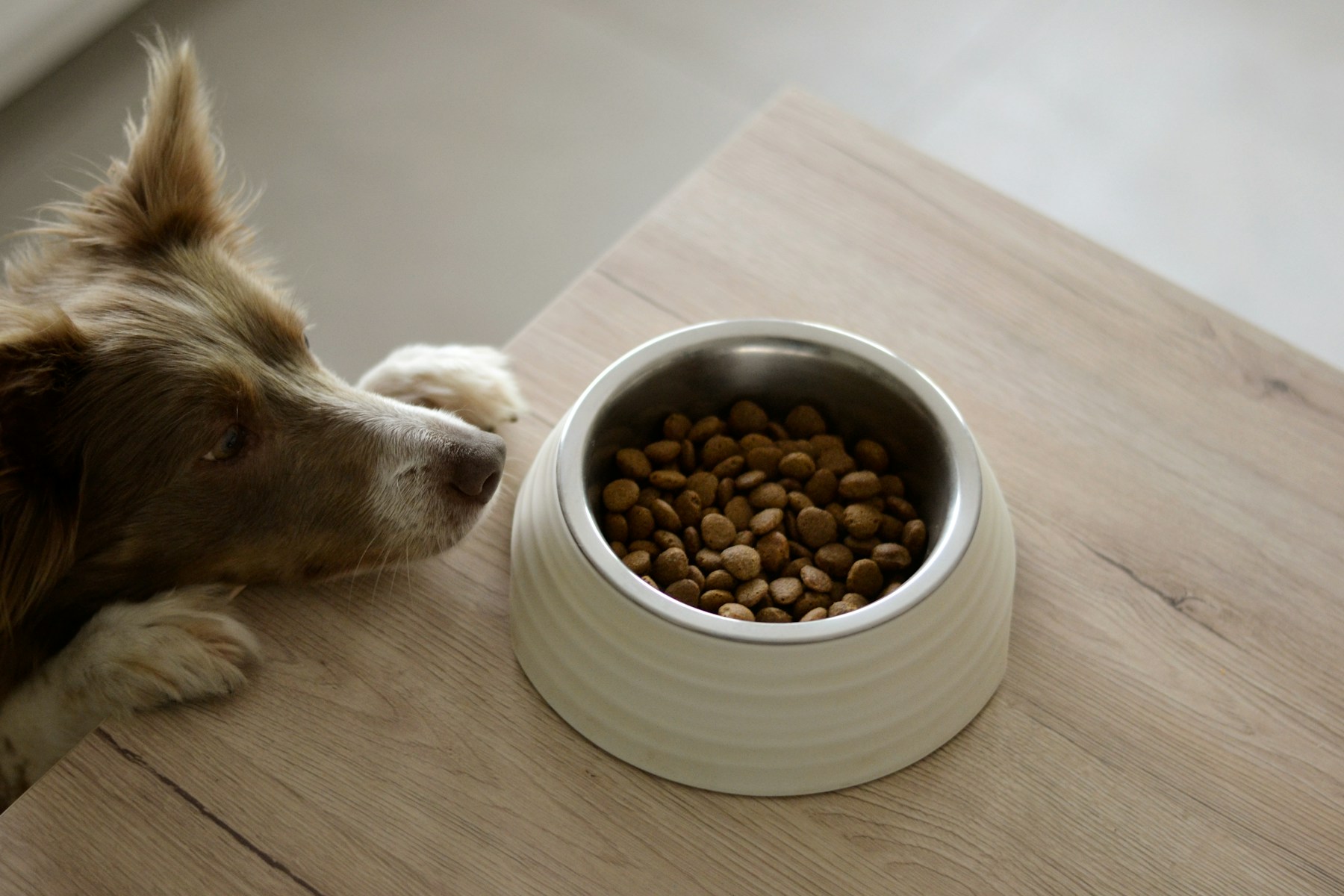 Why Your Dog Suddenly Stopped Eating (And What Actually Helps) featured image