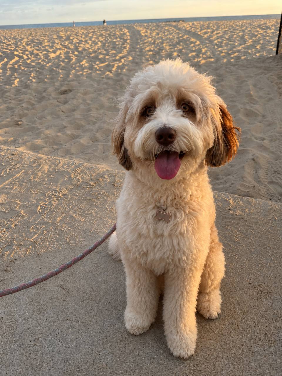 Hazel, an Aussie doodle, sitting on the beach.