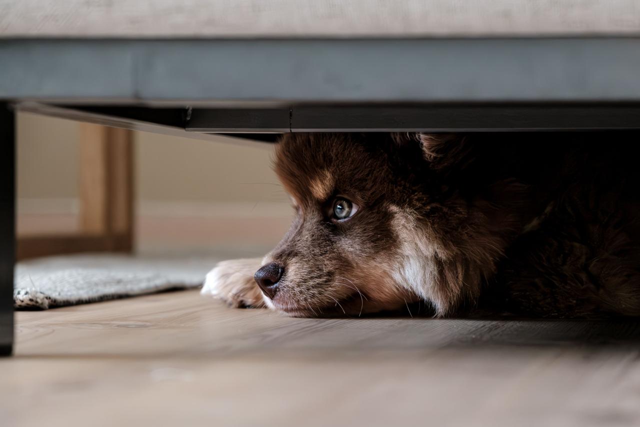 A dog hiding under furniture during fireworks