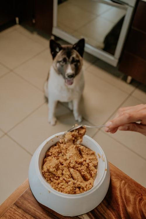 A dog waiting near a bowl while food is being served